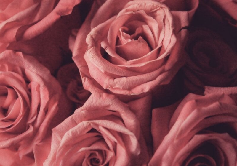 Woolf Roses Rose