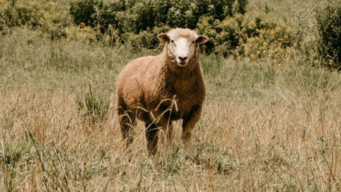 A sheep standing in a field