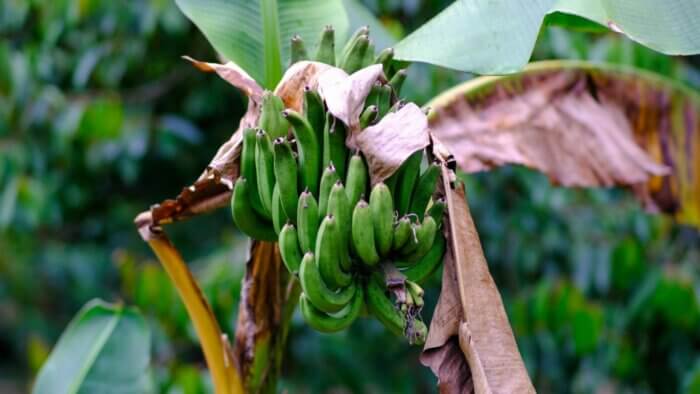 A bunch of bananas growing on a tree