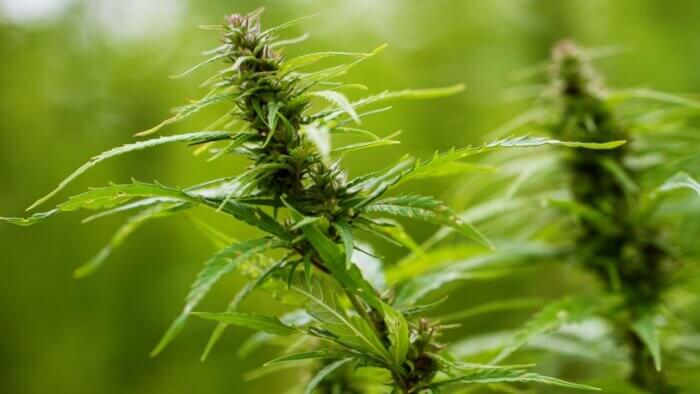 A green hemp plant, which is used to make plant wool